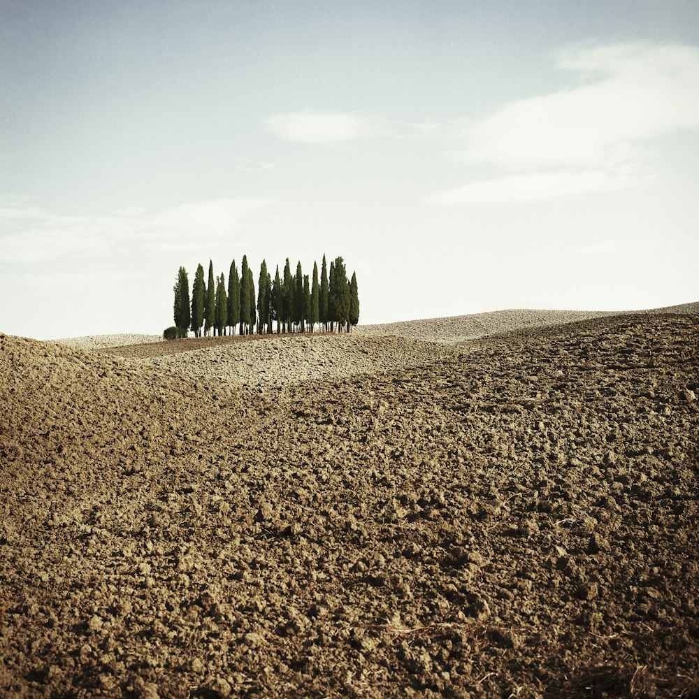 green trees under grey sky