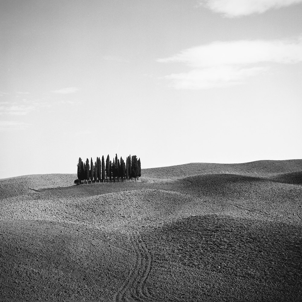 grayscale photo of trees on desert