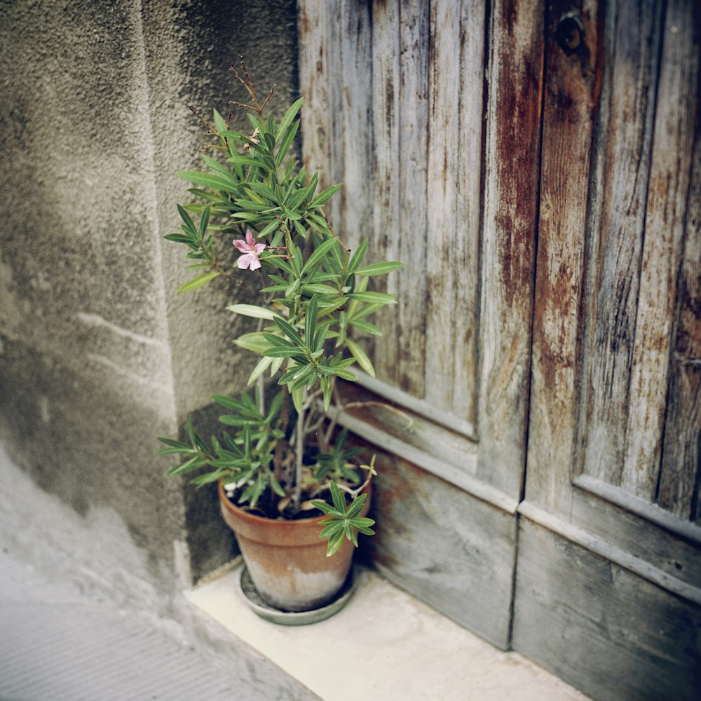 green-leafed plant