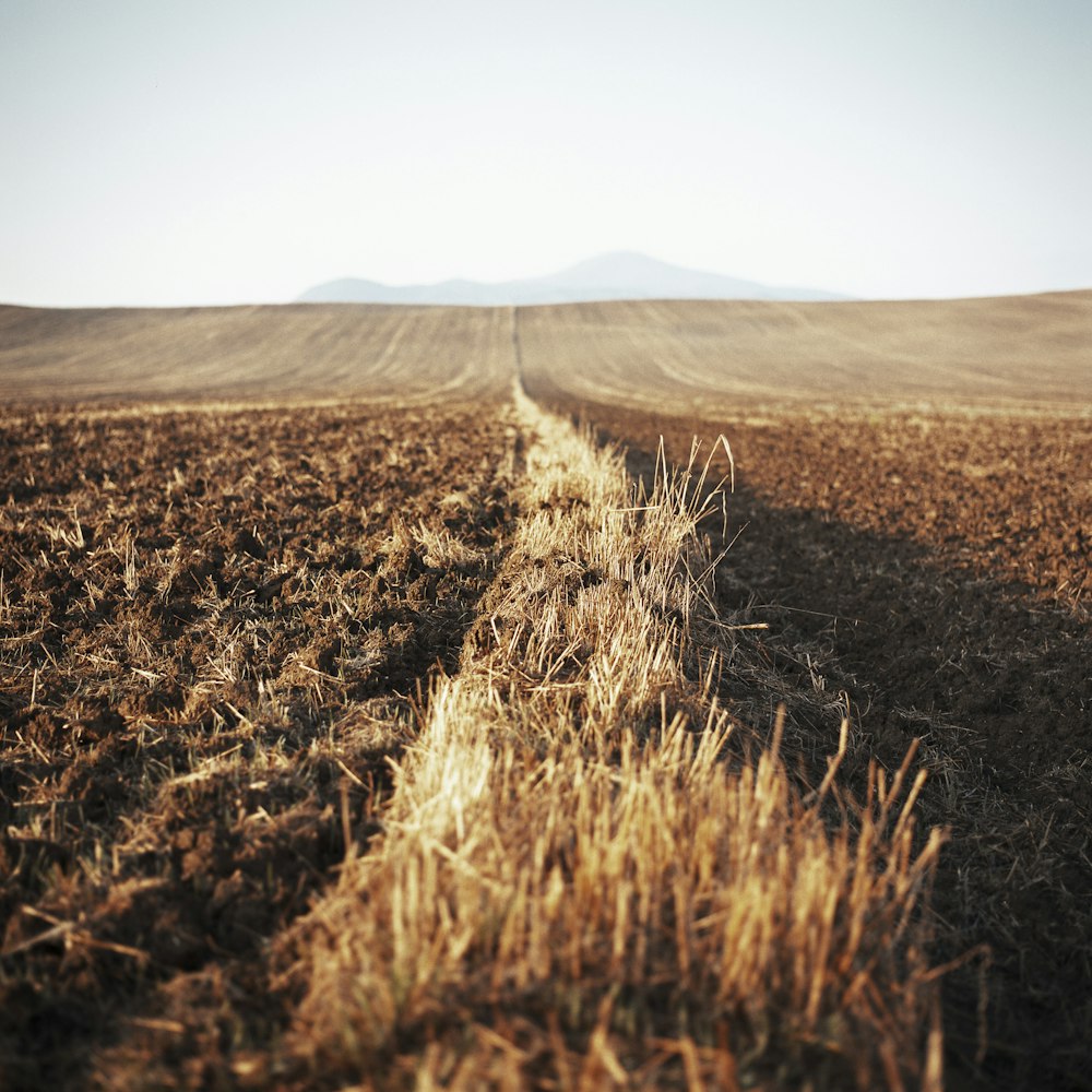 campo di erba marrone durante il giorno