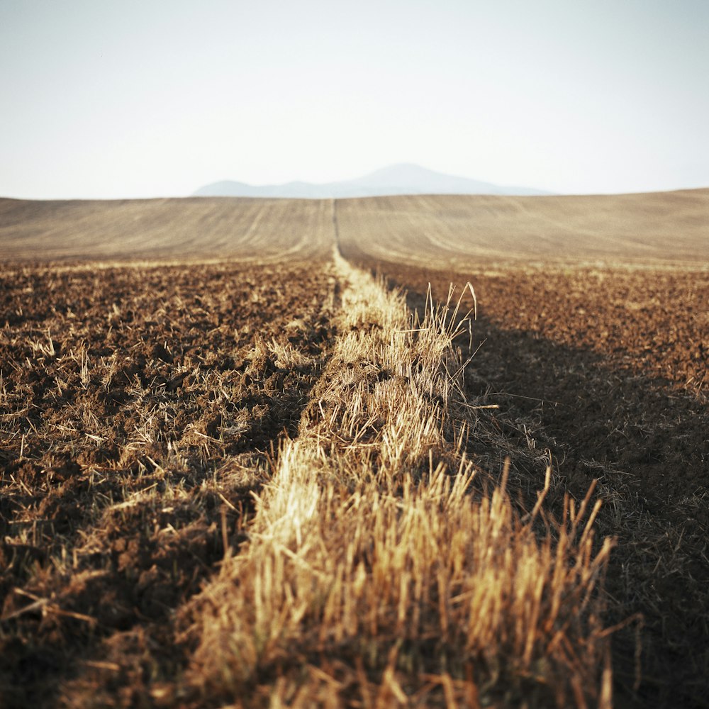 Campo de hierba marrón durante el día