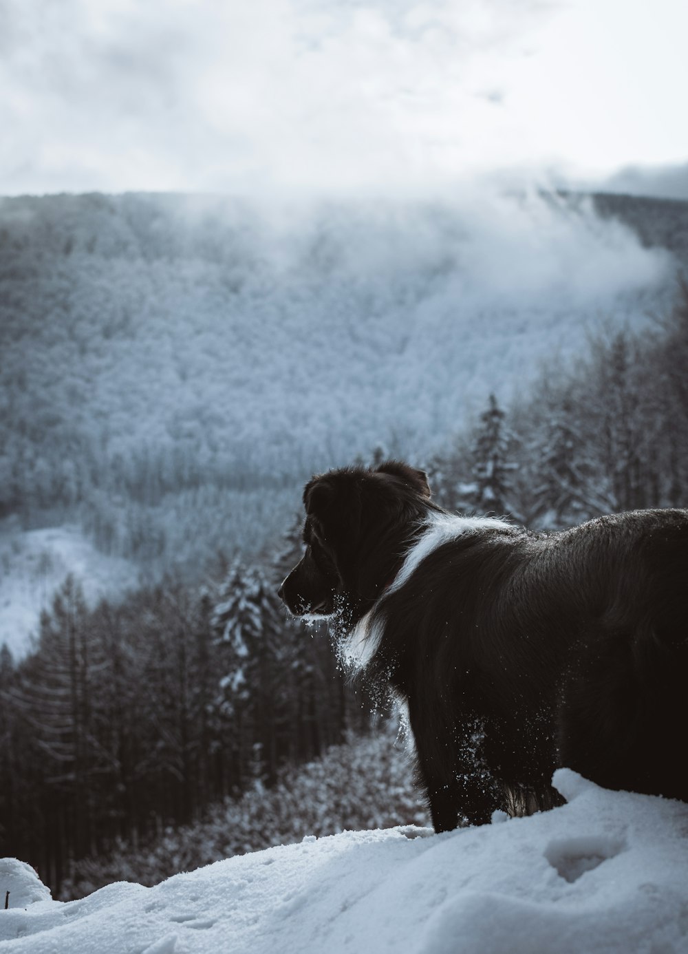 chien noir et blanc à poil court