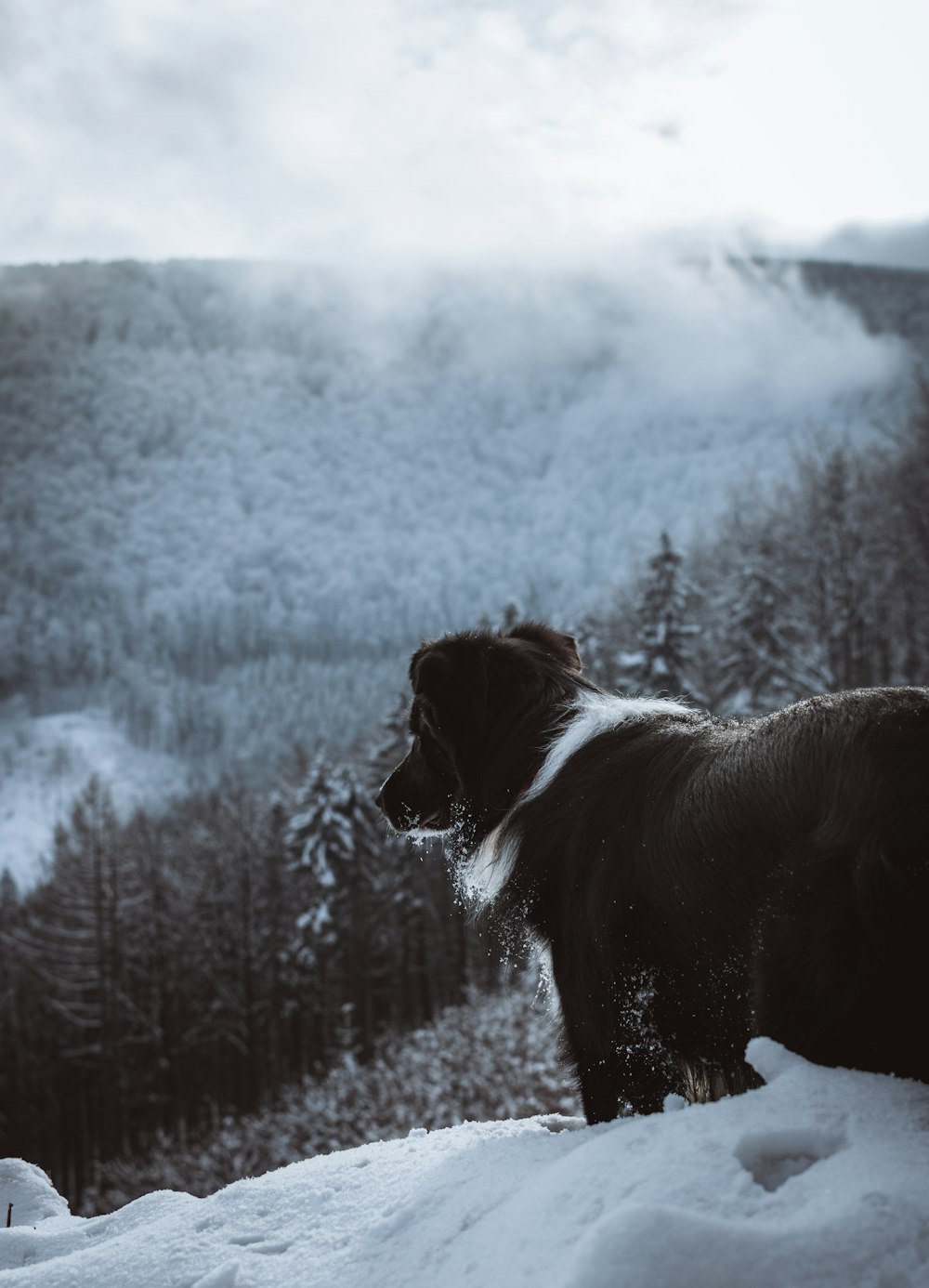 cane bianco e nero a pelo corto