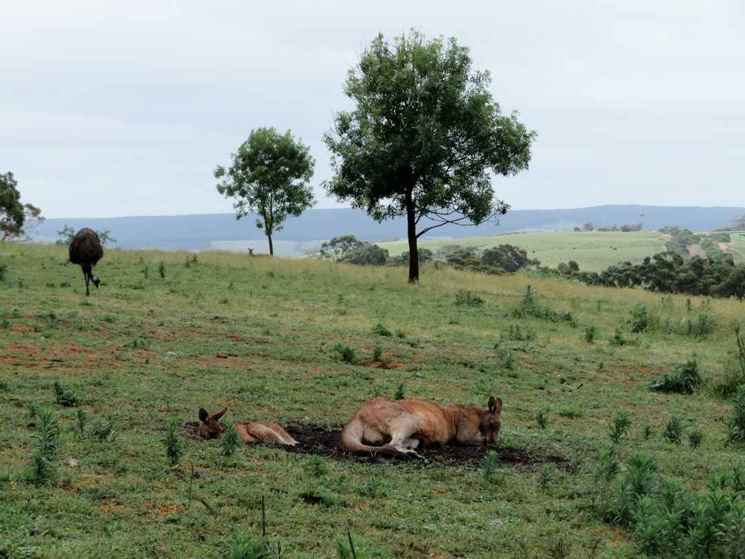 brown kangaroo on grass field