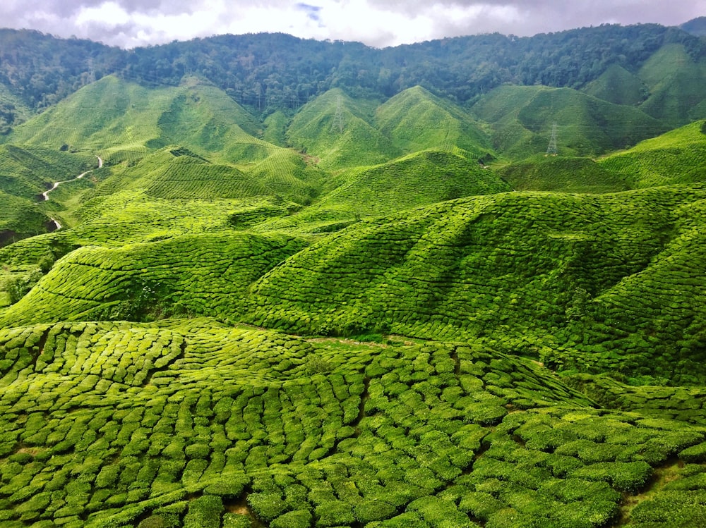 green mountain view during daytime