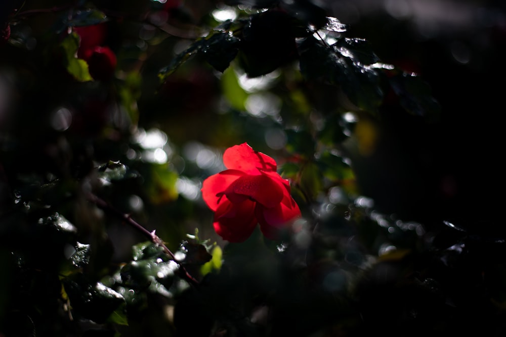 red rose selective focus photography