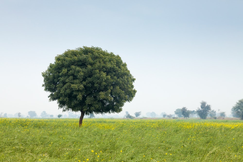 greet lonely tree in green field