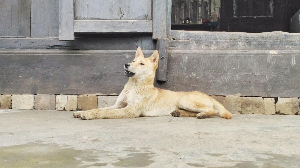 pet dog laying on floor