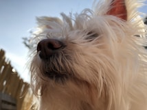 A close-up of a dog's face with white, shaggy fur. The dog's nose is prominently featured in the center of the image, and one ear is visible in the top right corner. The background shows a wooden fence and a blue sky with some clouds.