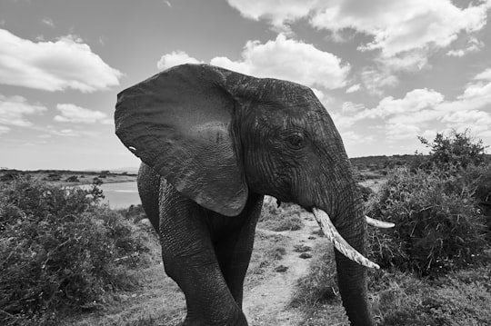 grayscale photo of elephant in Unnamed Road South Africa