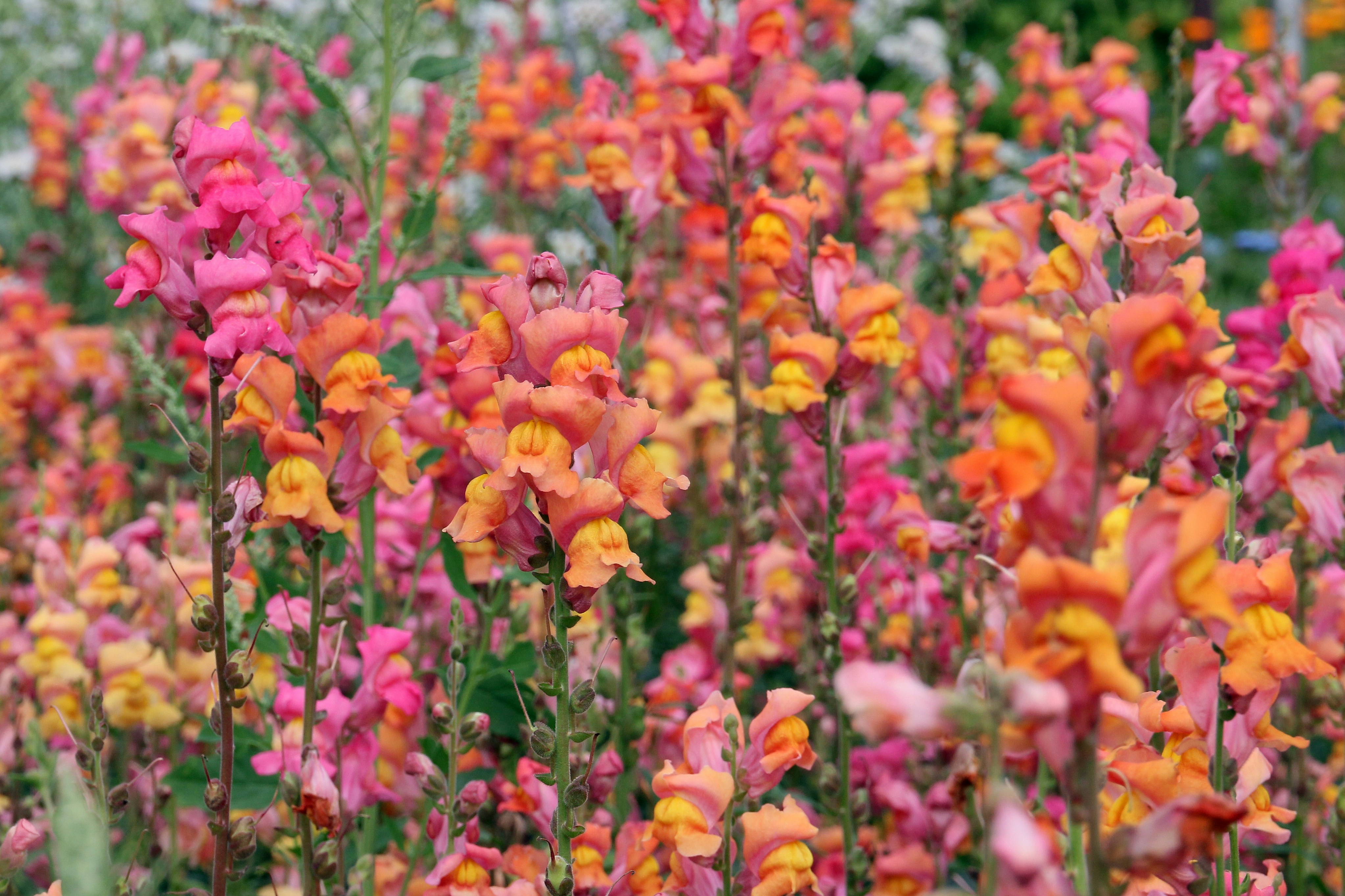 Background flowers | 15 best free background, flower, poppy and plant