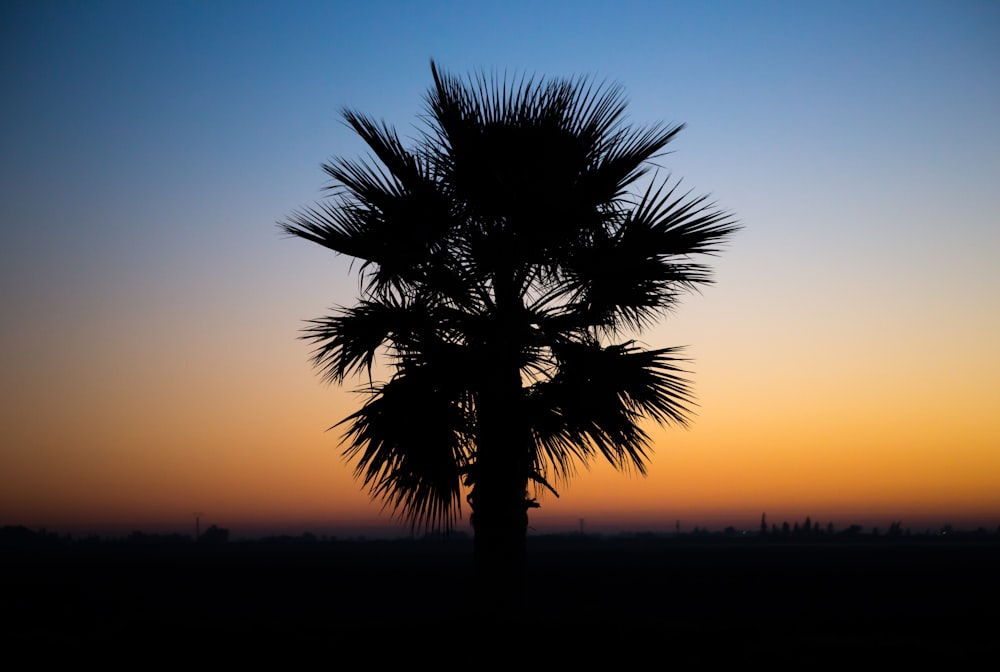 tree during golden hour