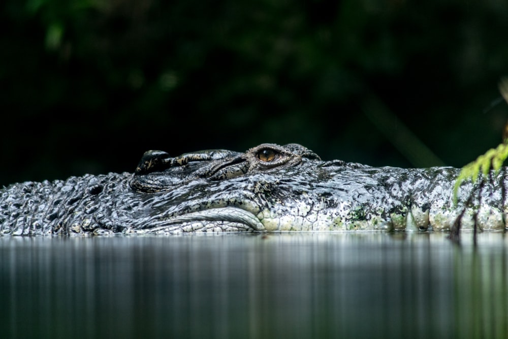 black and gray alligator