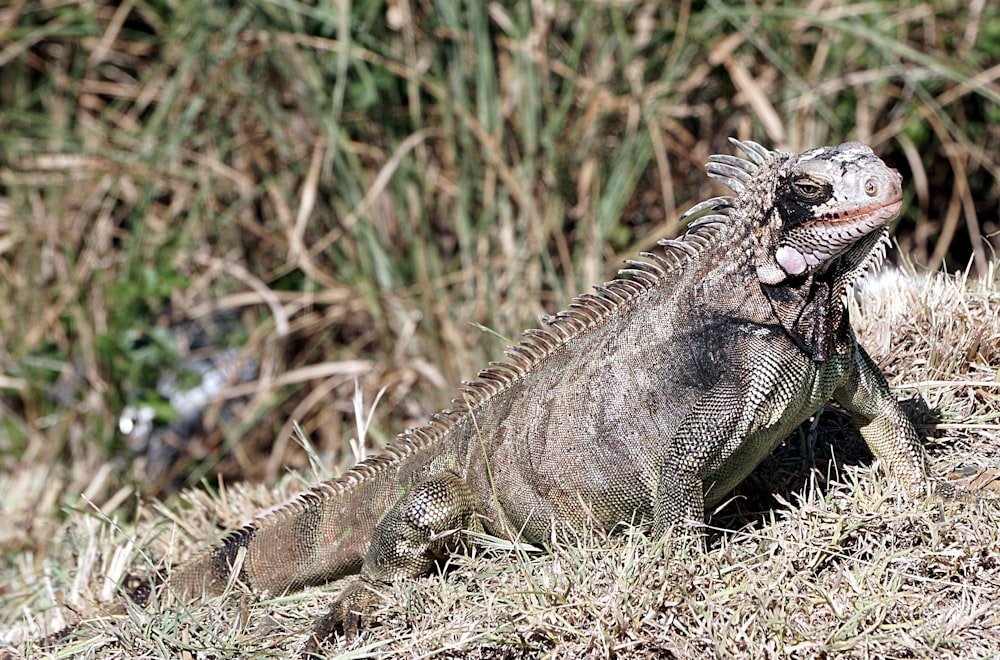 brown iguana