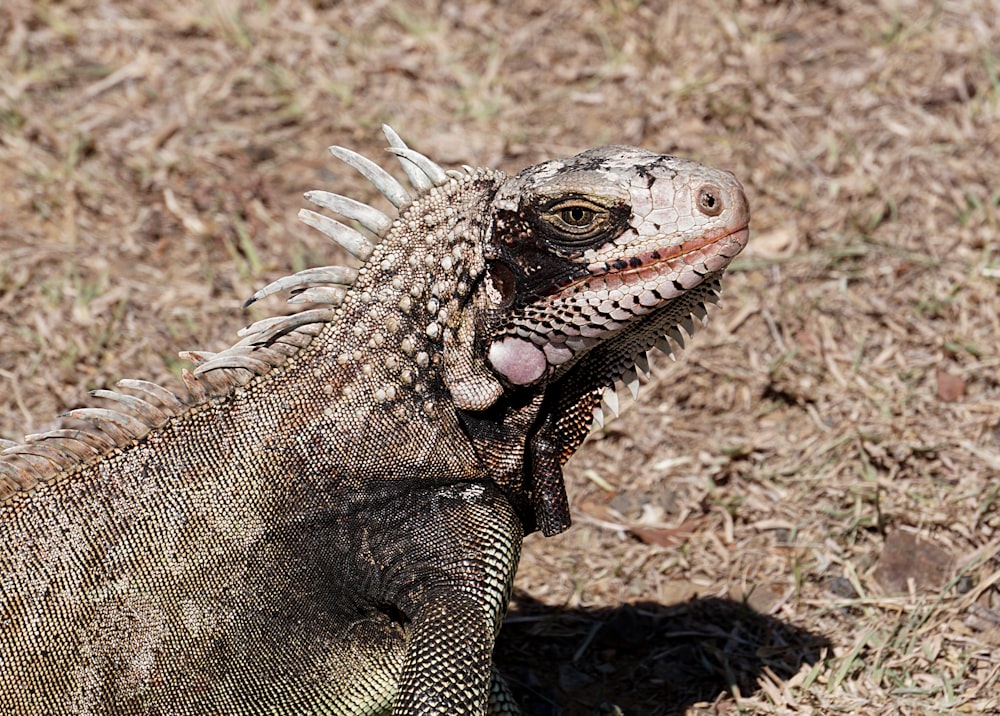 brown iguana on brown grass