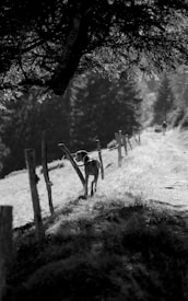 A black and white photograph capturing a serene nature scene with a narrow path lined by a rustic wooden fence. A dog stands on the path, gazing into the distance under the shadow of tall trees. The light filtering through creates a play of shadows and highlights across the landscape.