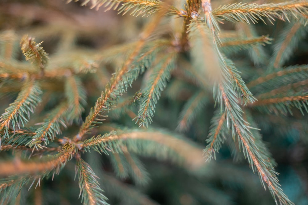 green fern plant