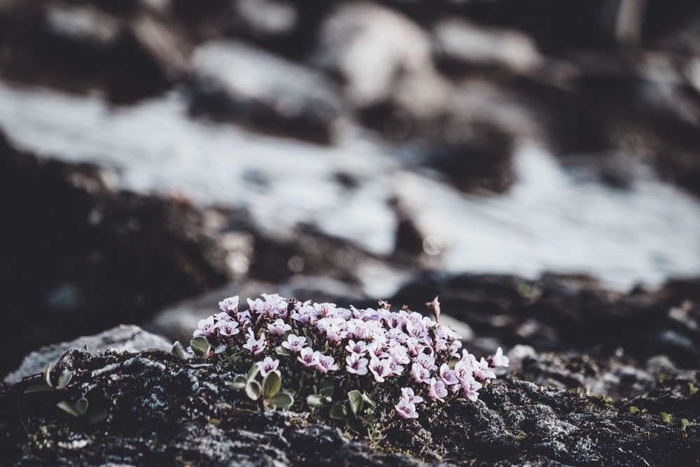 flores rosadas en la roca