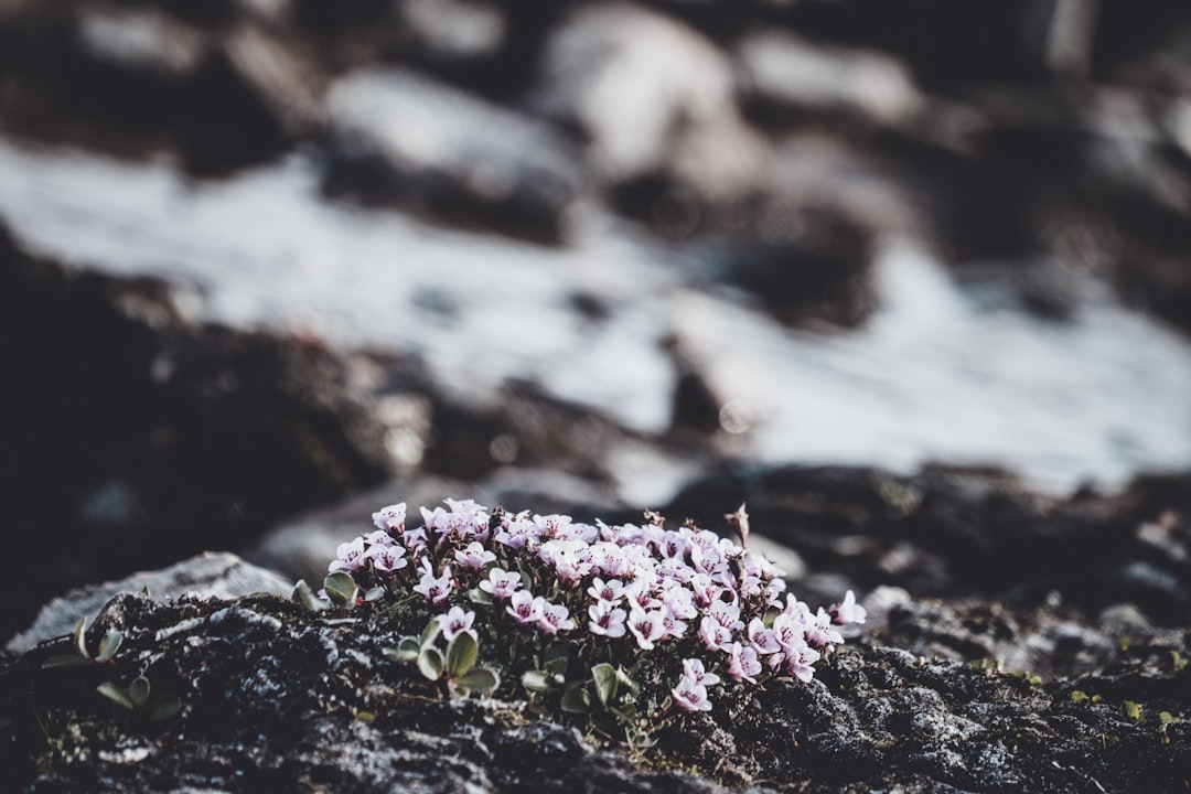 pink flowers on rock
