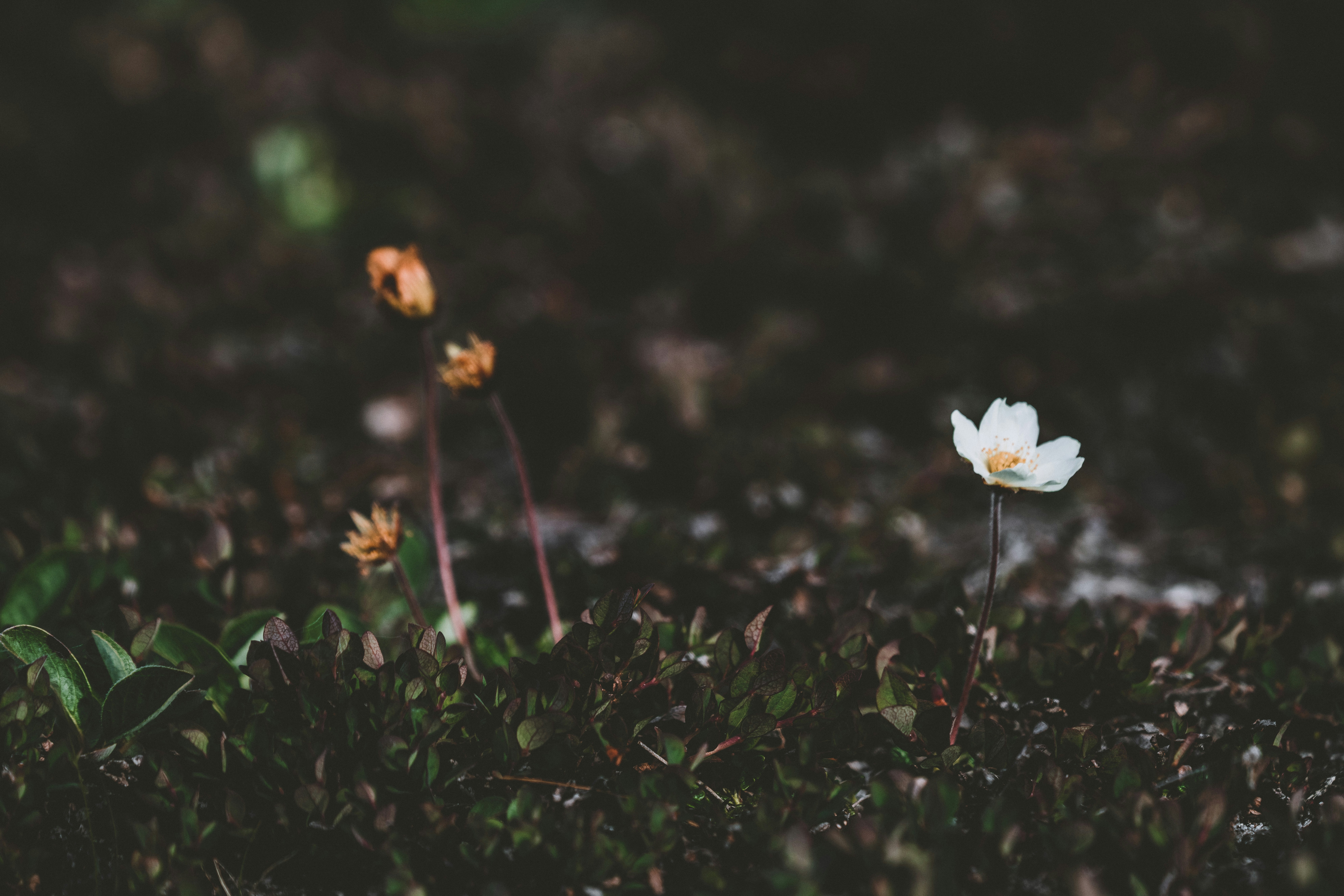 Photo by anniespratt