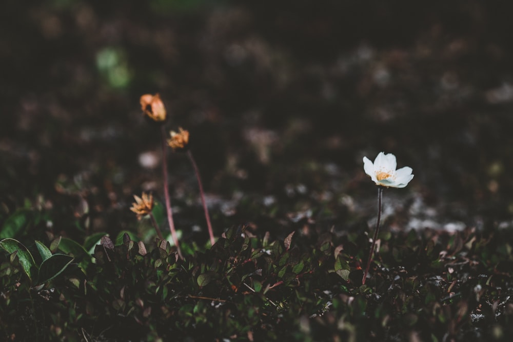 white and orange flowers