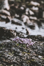 A cluster of abyss bloom buds nestled among dark ocean rocks.