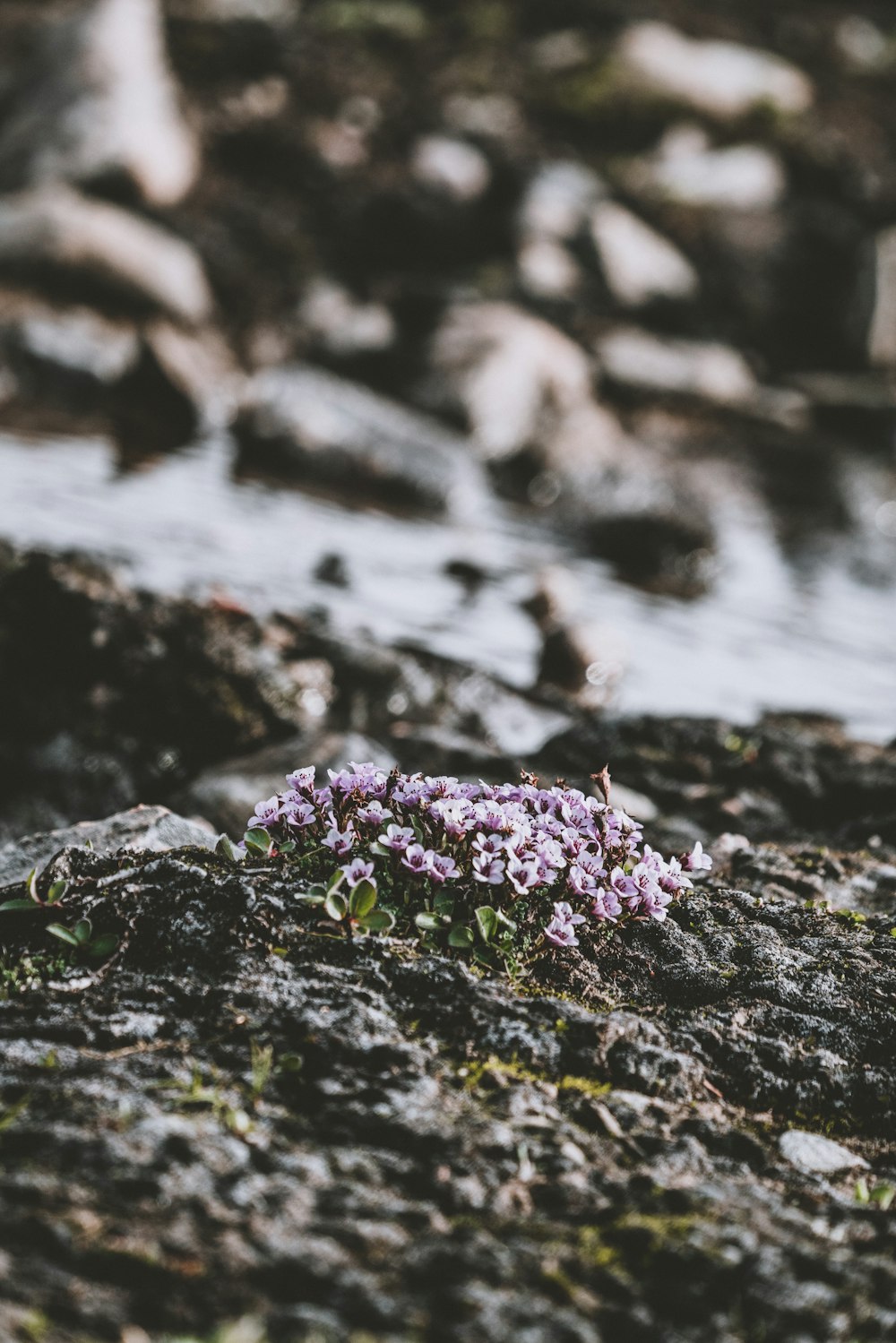 fleurs violettes sur roche