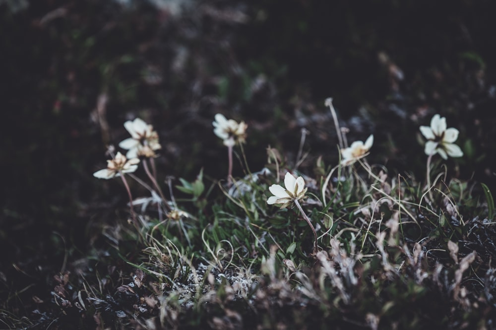 white petaled flowers during daytime