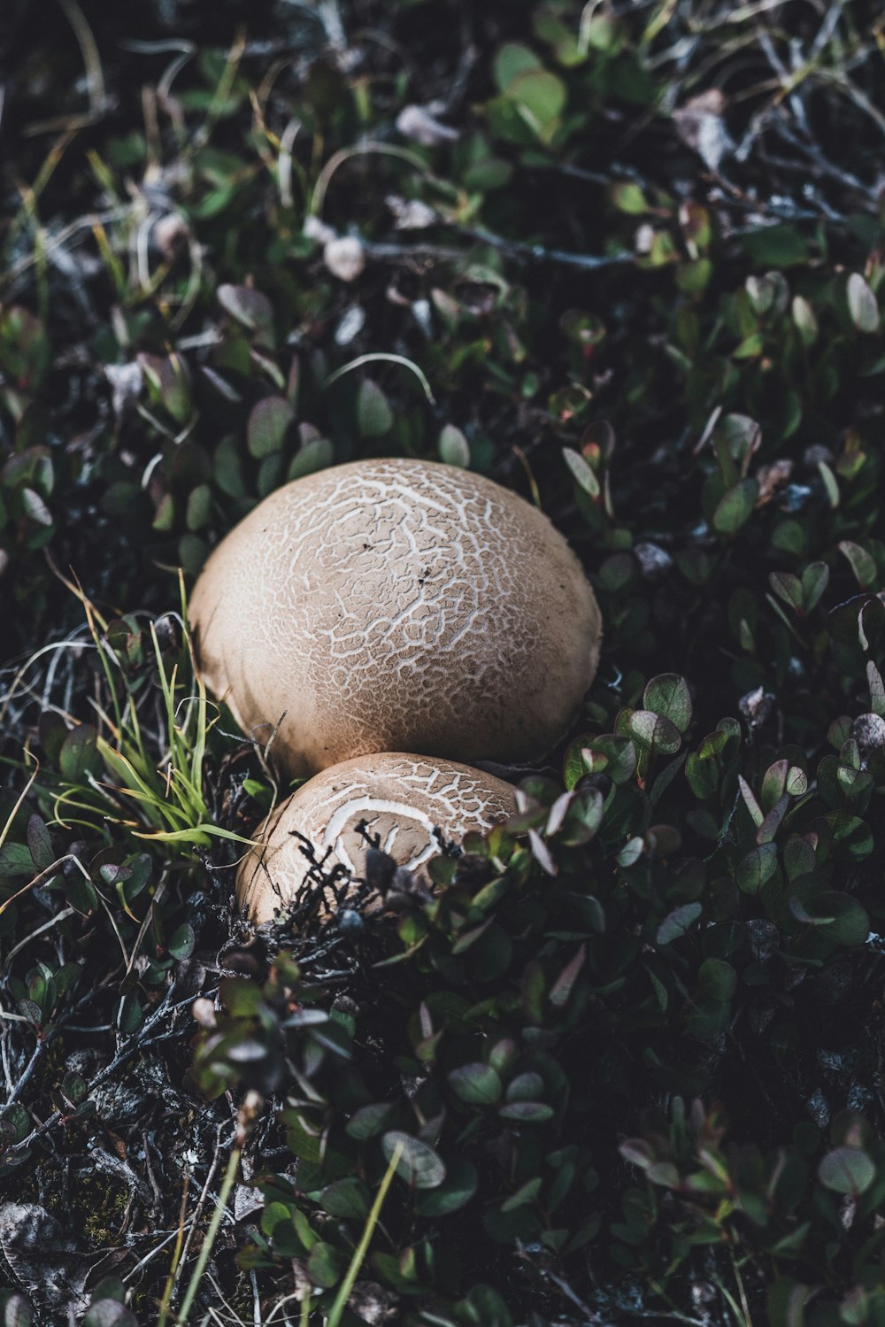 mushroom surrounded with plants