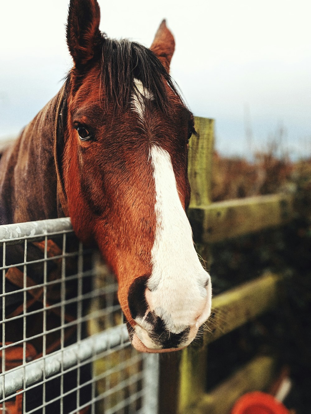 close-up photo of brown and white horse