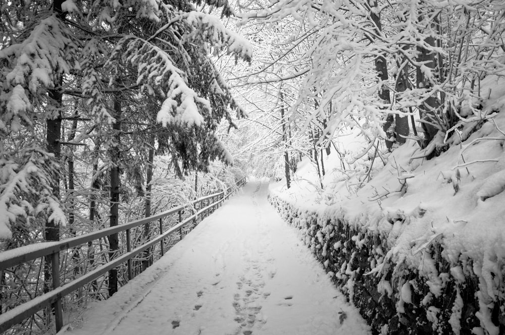 trees and pathway