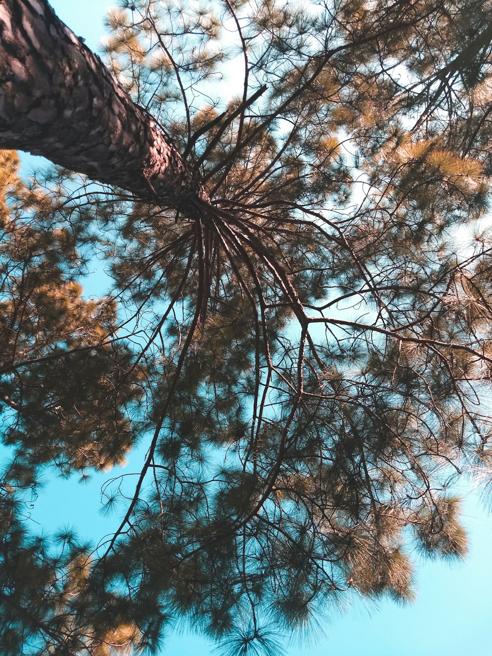 low-angle photography of green-leafed tree