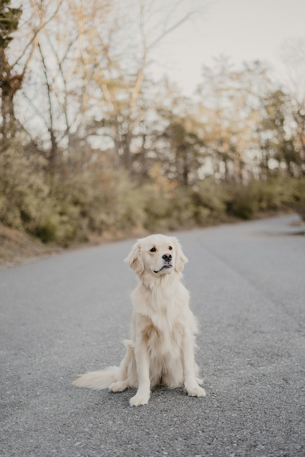 short-coated white dog