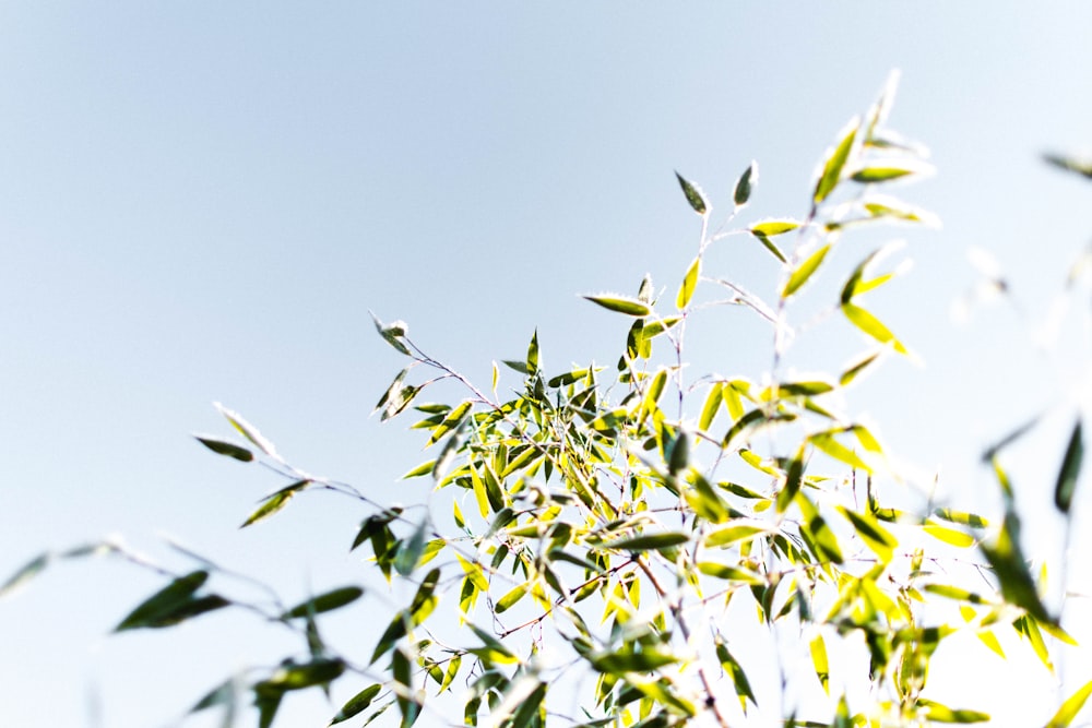 fiore dai petali bianchi e gialli