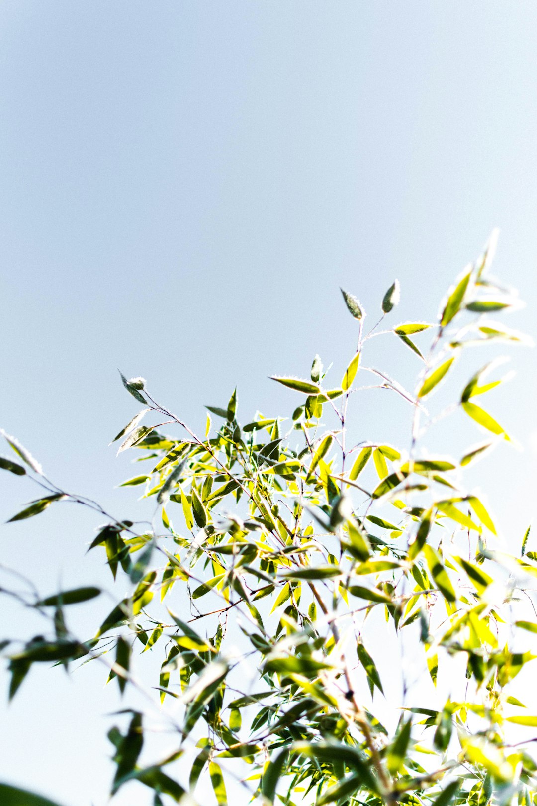 green leaves during daytime