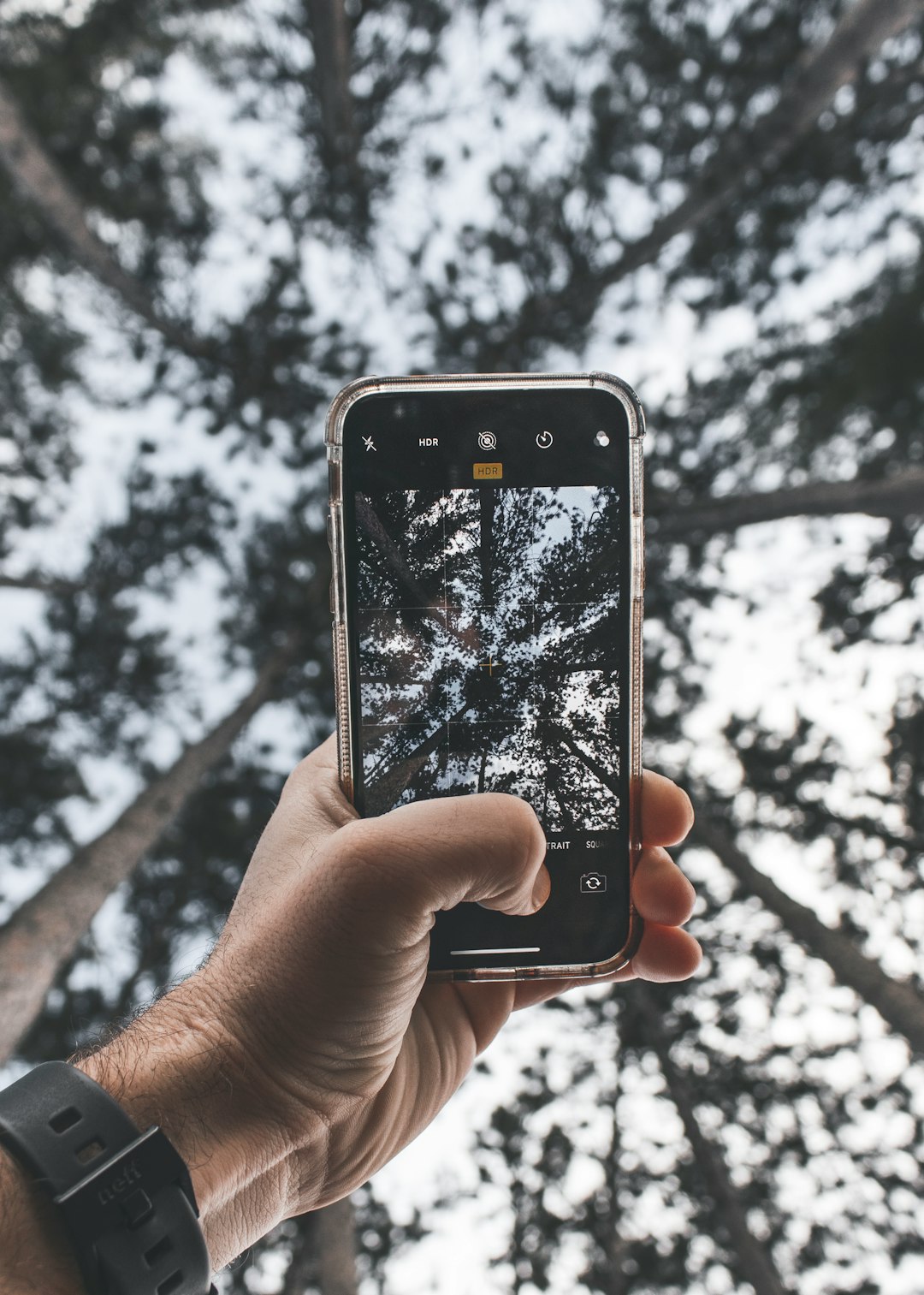 person taking photo of tall tree