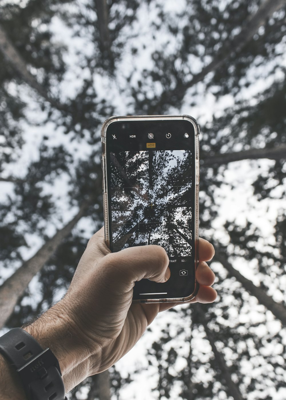 person taking photo of tall tree