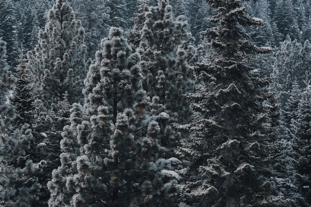 snow covered pine trees