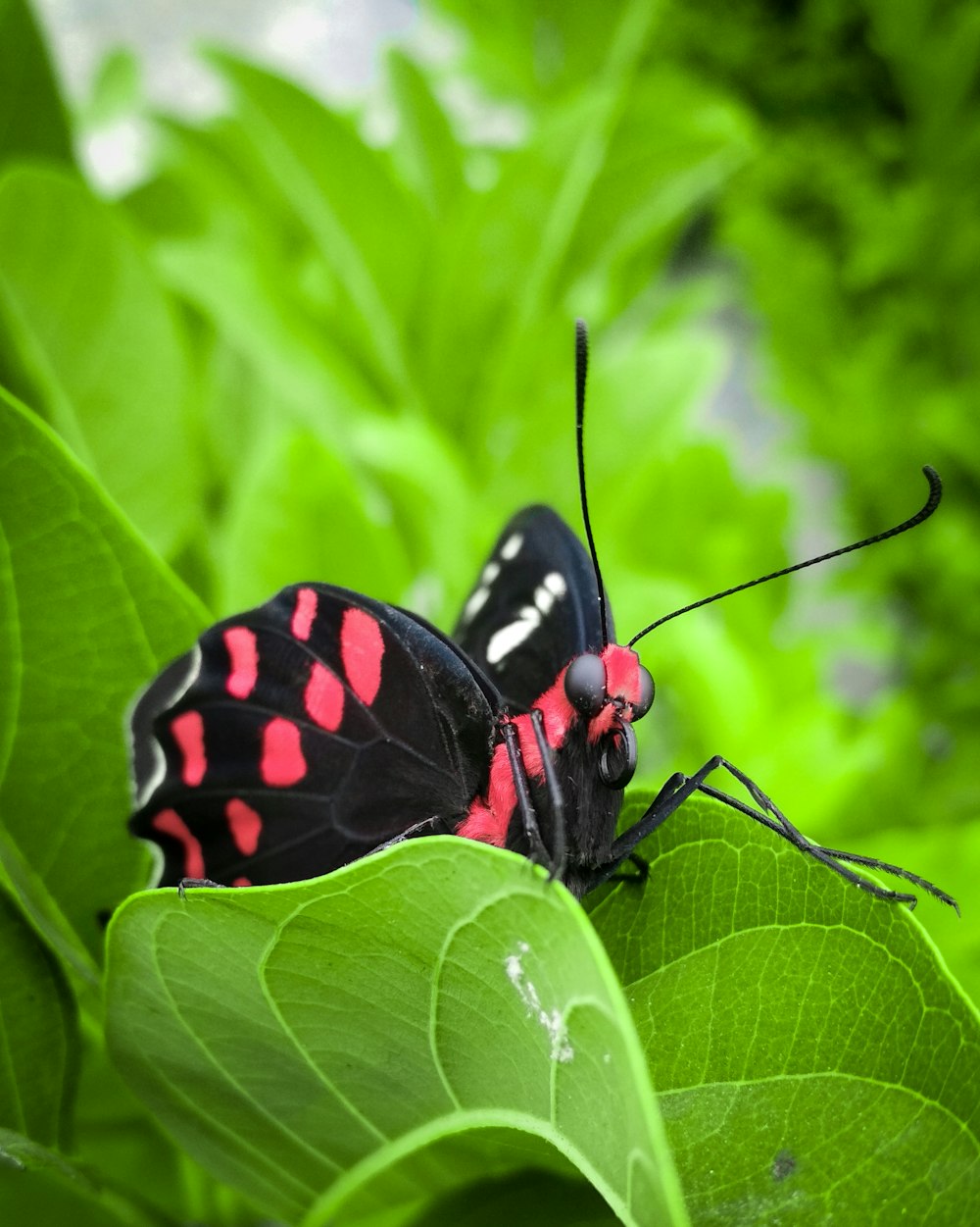 black and red butterfly on green leaf