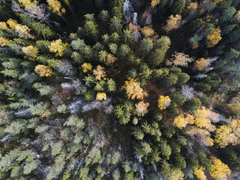 aerial view of trees