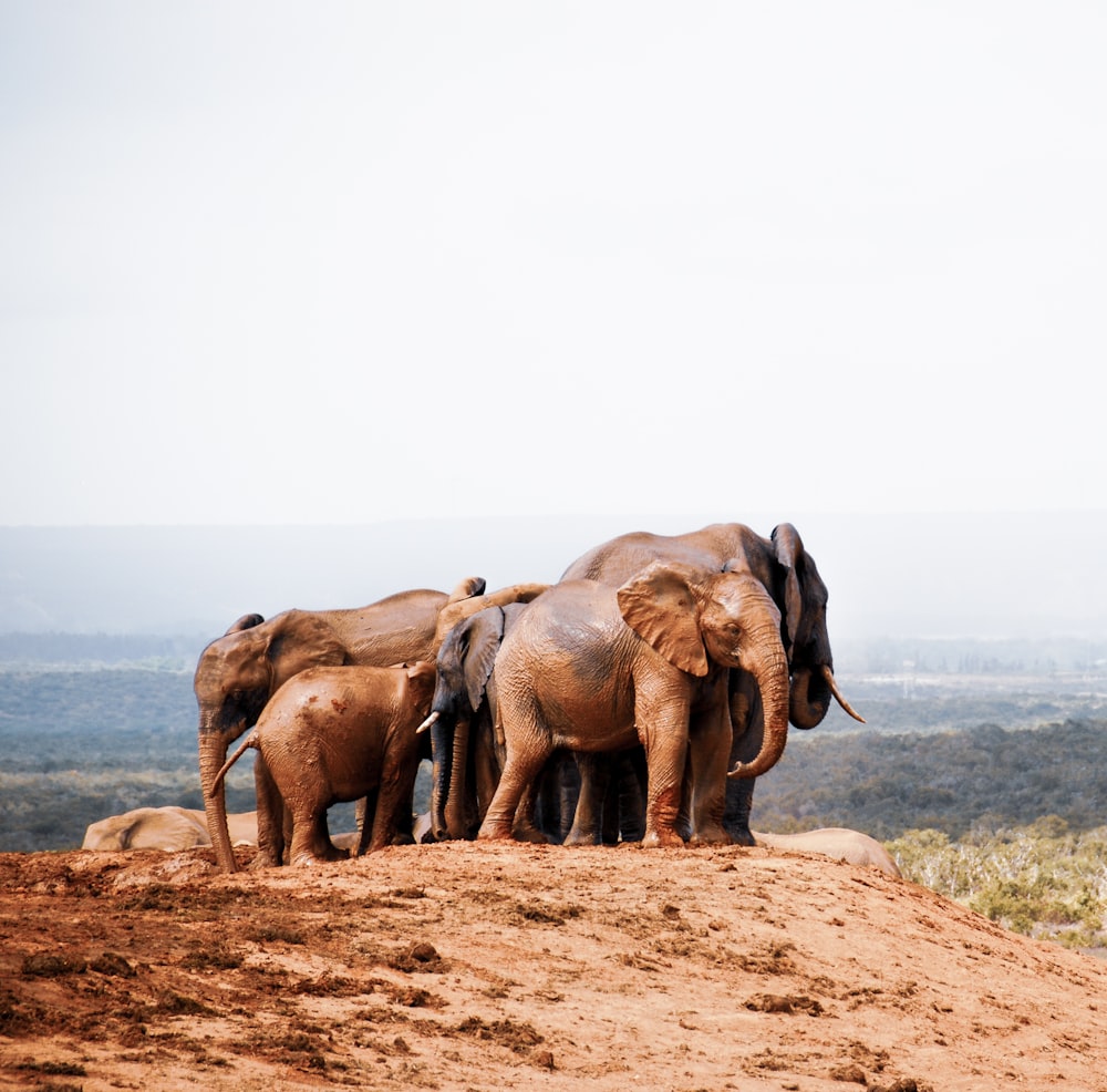 갈색 들판에 서있는 코끼리 그룹