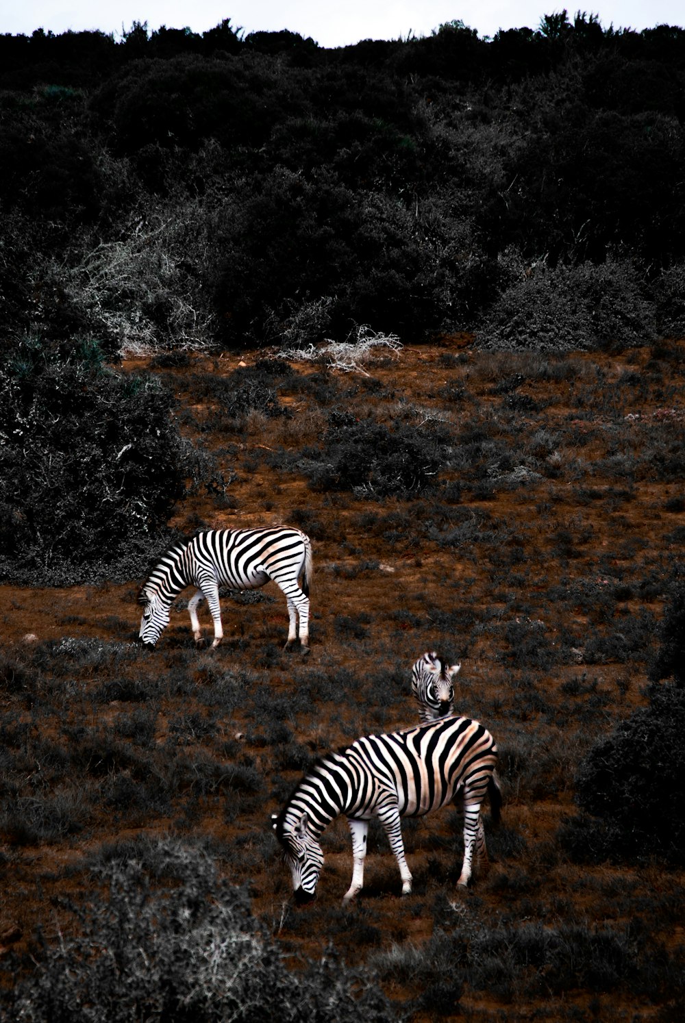 zebra on brown field during daytime