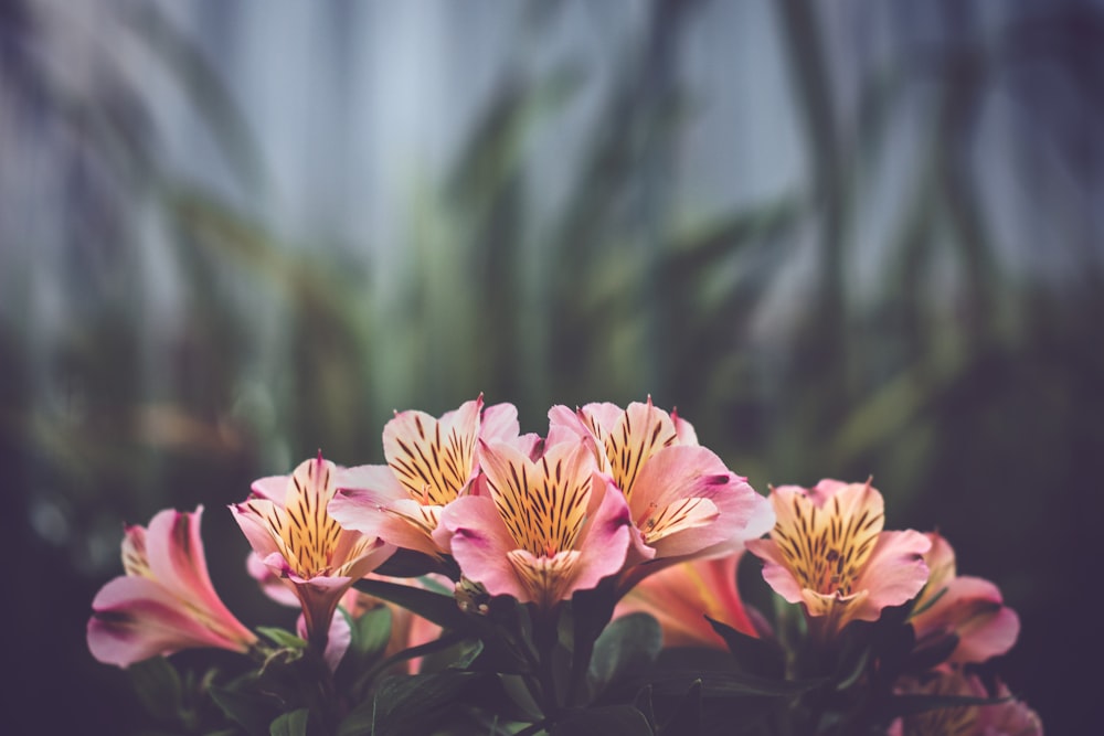 pink petaled flower