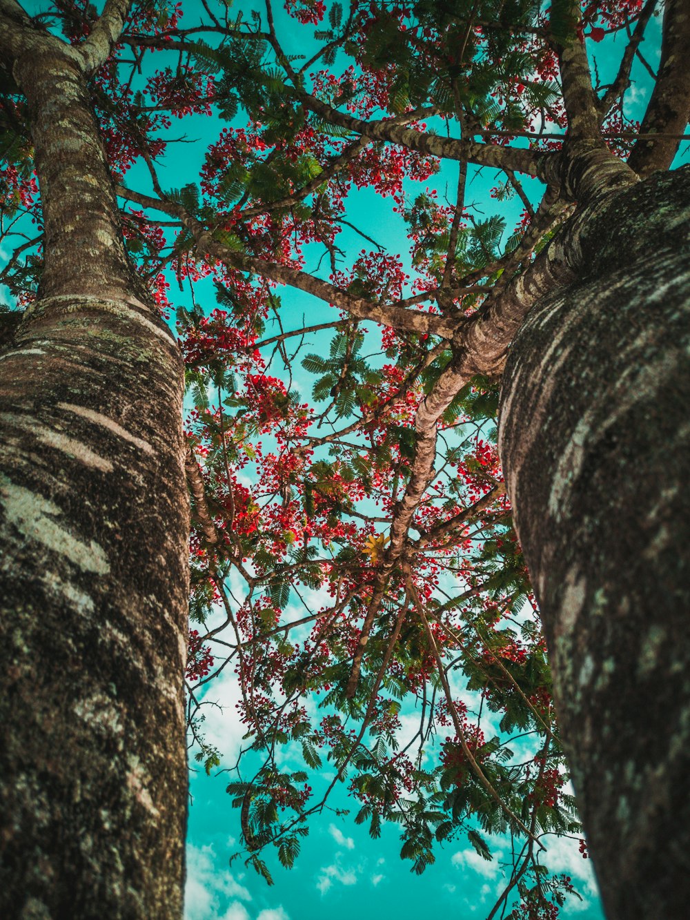 low-angle photography of green trees during daytime
