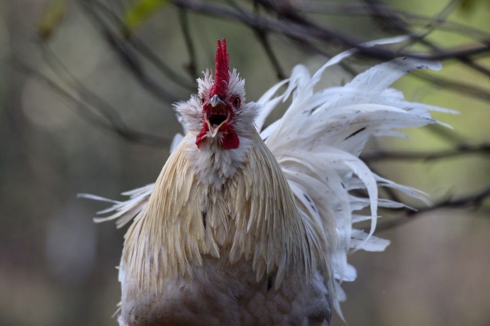 close-up photography of white rooster