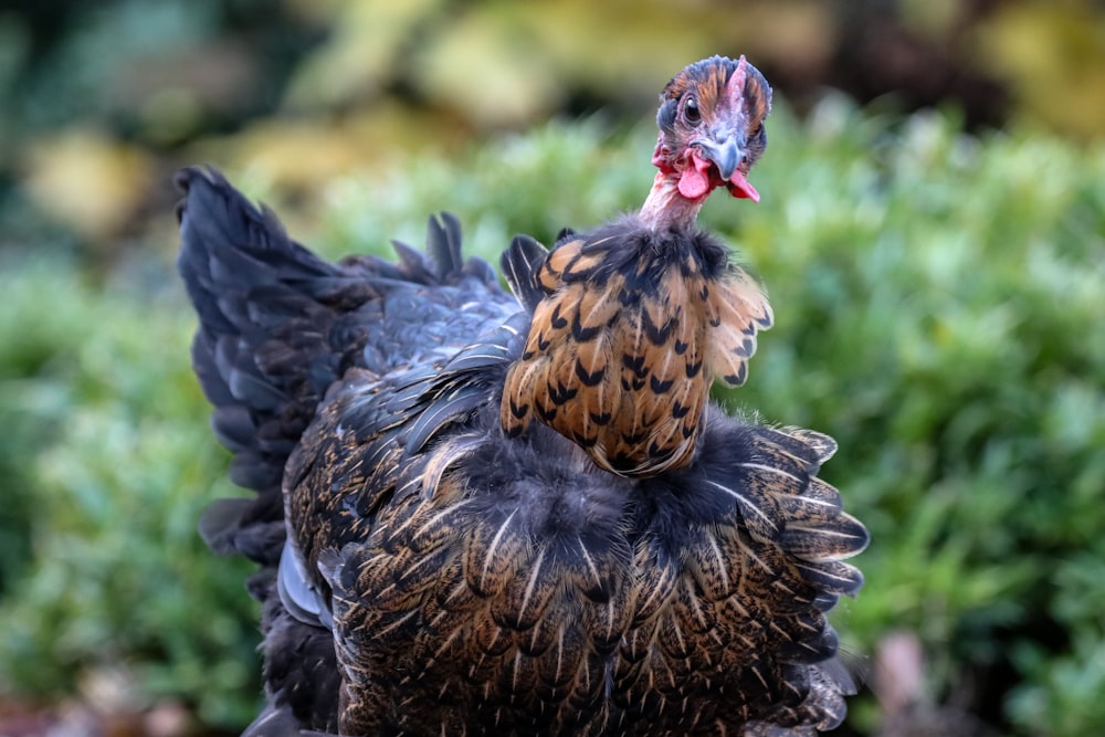 selective focus photography of ostrich