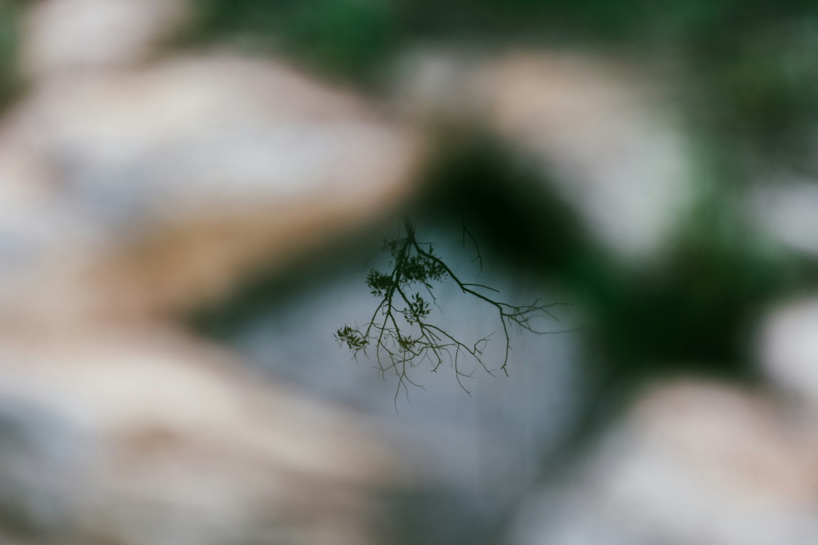 Sigma 85mm F1.4 EX DG HSM sample photo. Selected focus of tree photography