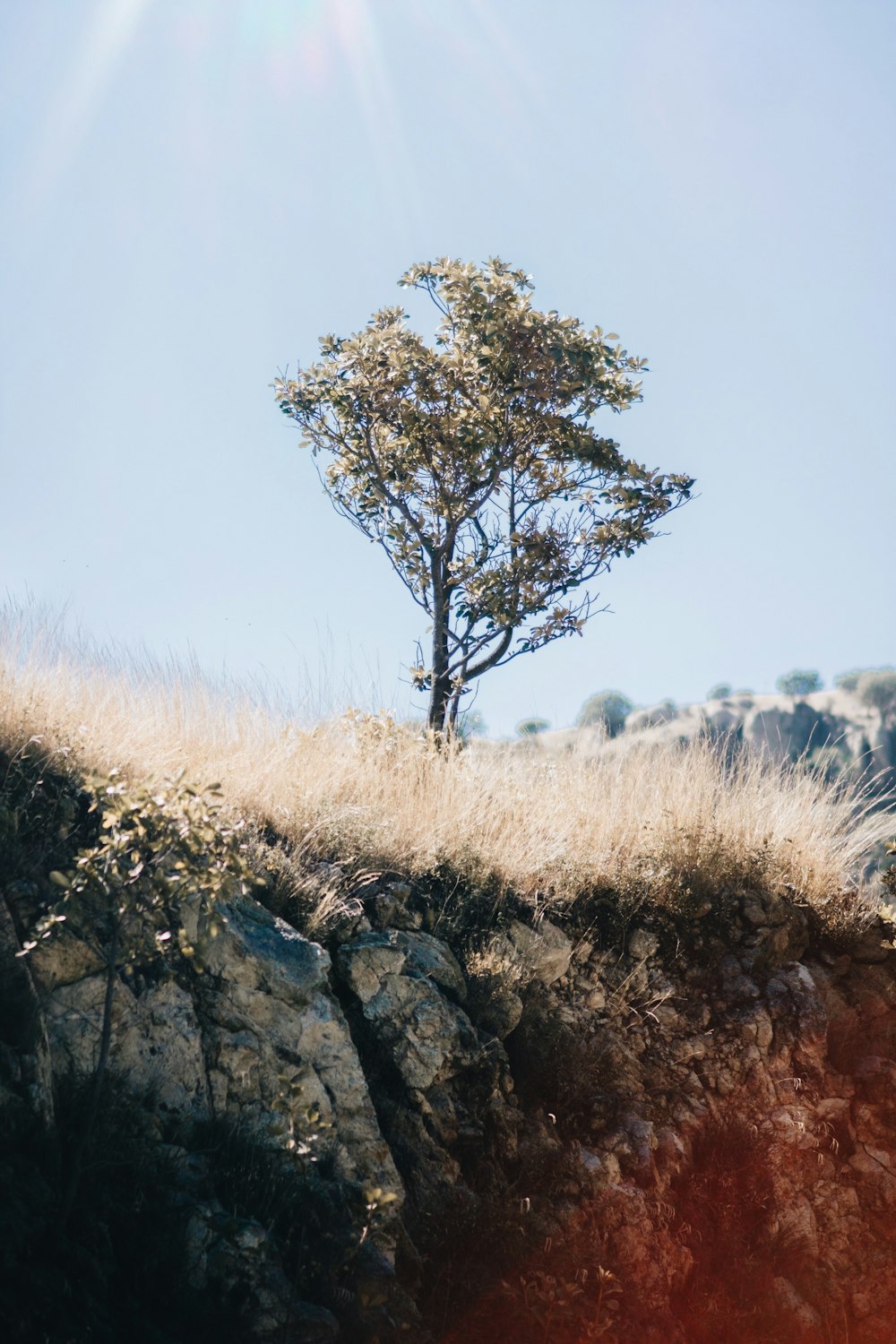 green-leafed tree near the edge of a mountain during day