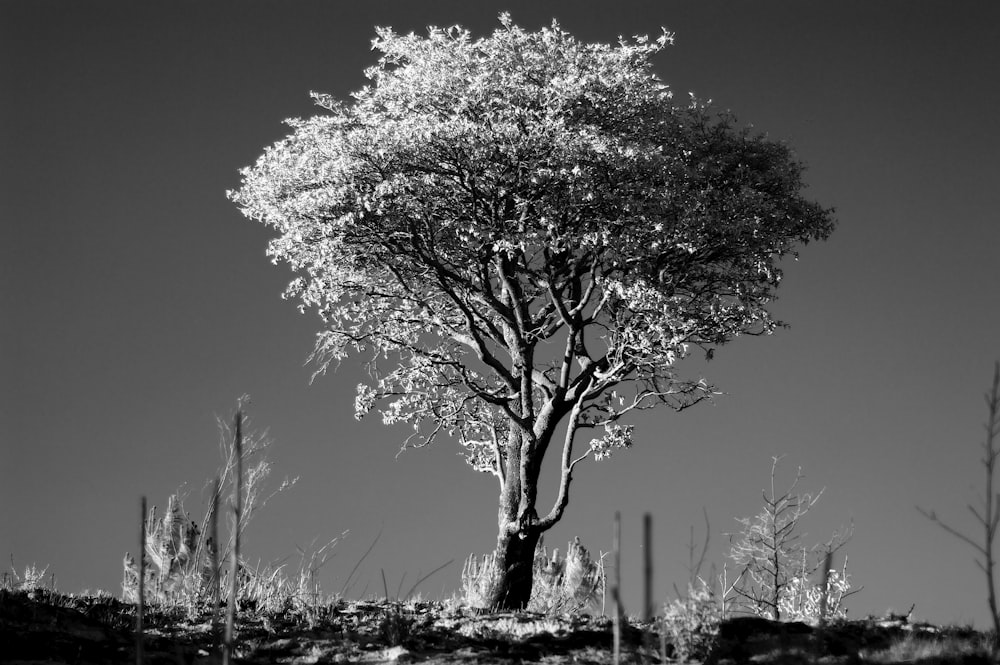 grayscale photo of tree