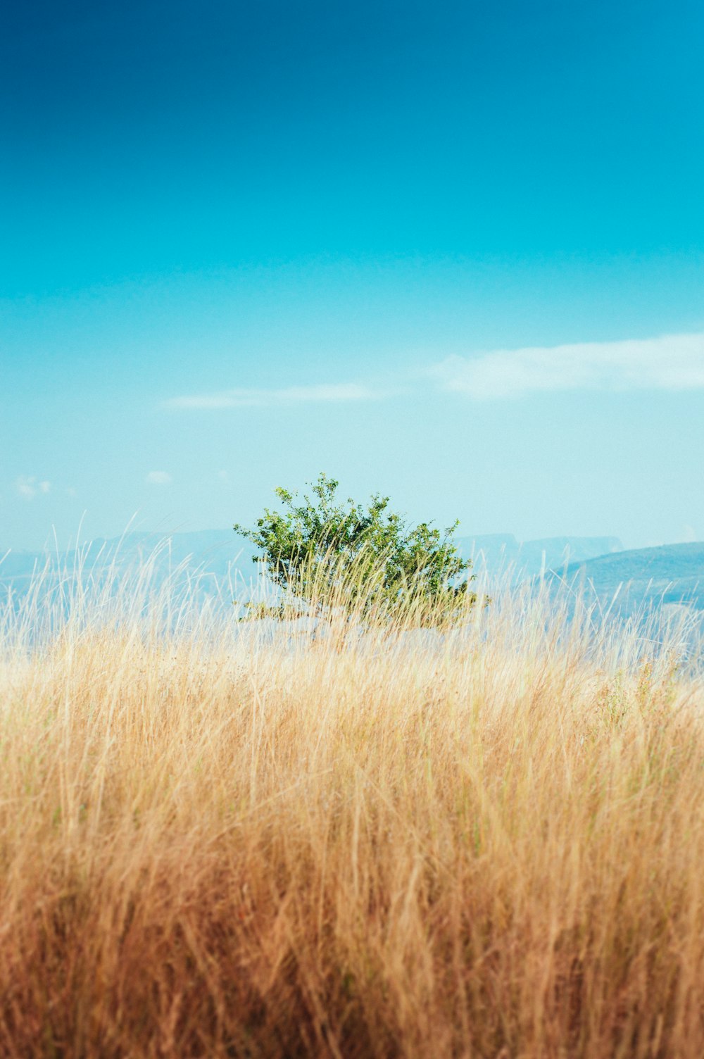 brown field with green leaf tree during daytime